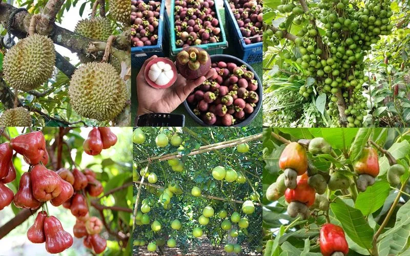 Thuê xe đi Long Khánh - tham quan thủ phủ trái cây Đông Nam Bộ